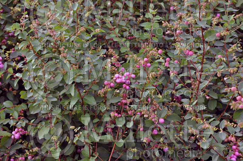 Symphoricarpos Amethyst (Snowberry) 3  