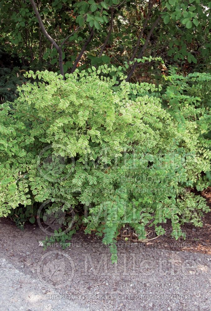 Symphoricarpos Variegatus (Snowberry) 1 