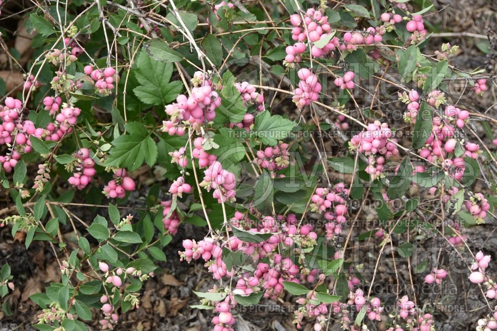 Symphoricarpos Sweet Sensation or Kolmagics (Snowberry) 7 