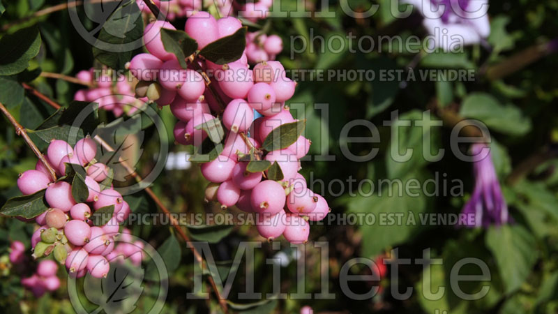 Symphoricarpos Sweet Sensation or Kolmagics (Snowberry) 2 