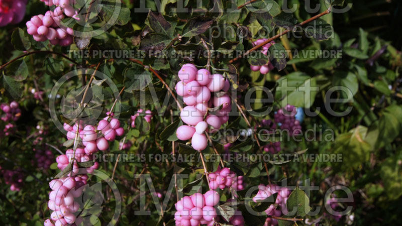 Symphoricarpos Sweet Sensation or Kolmagics (Snowberry) 4 