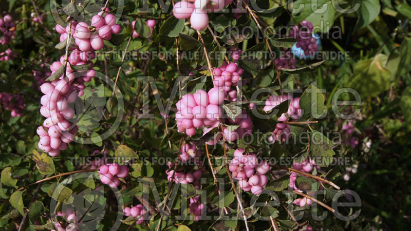 Symphoricarpos Sweet Sensation or Kolmagics (Snowberry) 5 