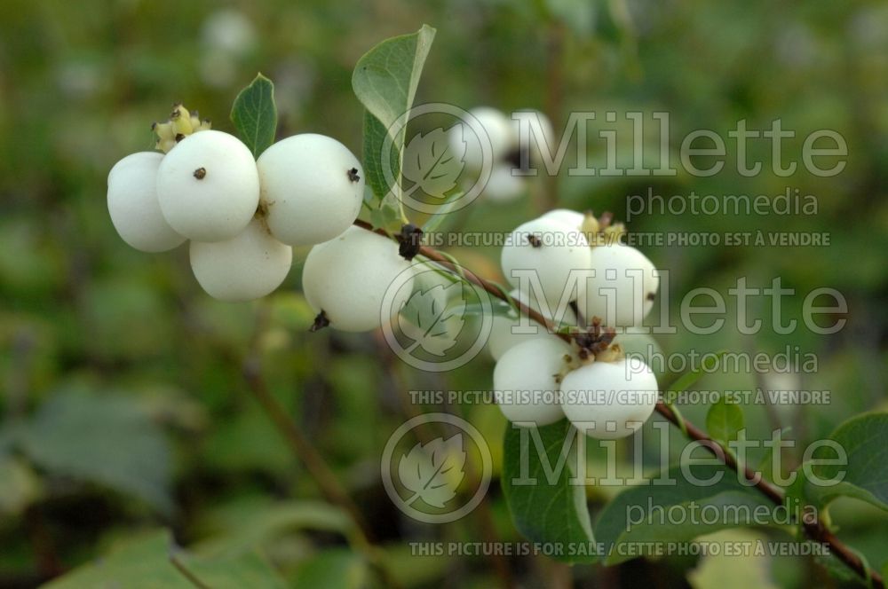 Symphoricarpos racemosa (Snowberry) 1 