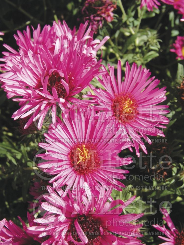 Symphyotrichum Vibrant Dome (New England aster) 1