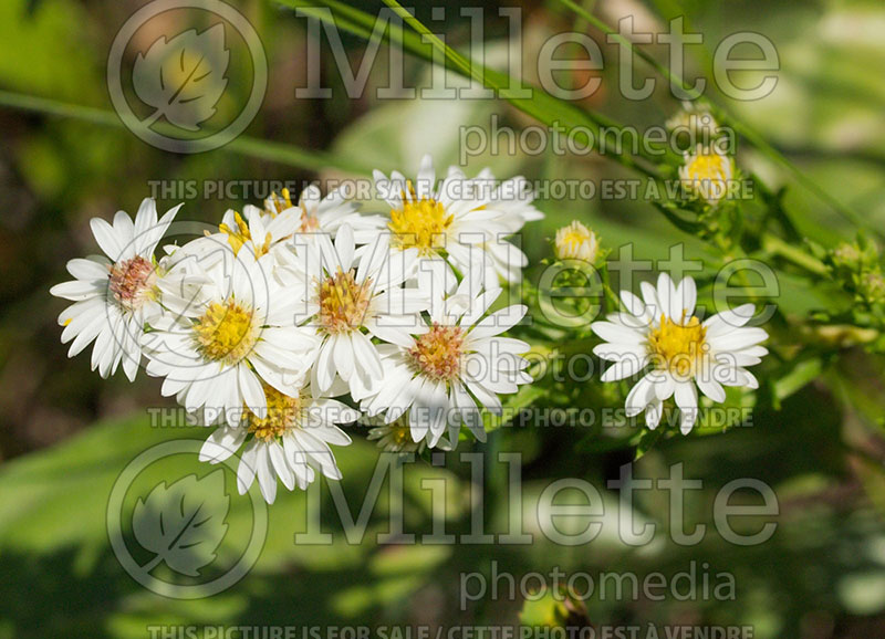 Symphyotrichum ericoides (Smooth blue aster) 1 