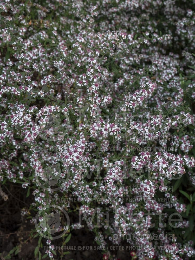 Symphyotrichum Lady In Black (calico aster) 1