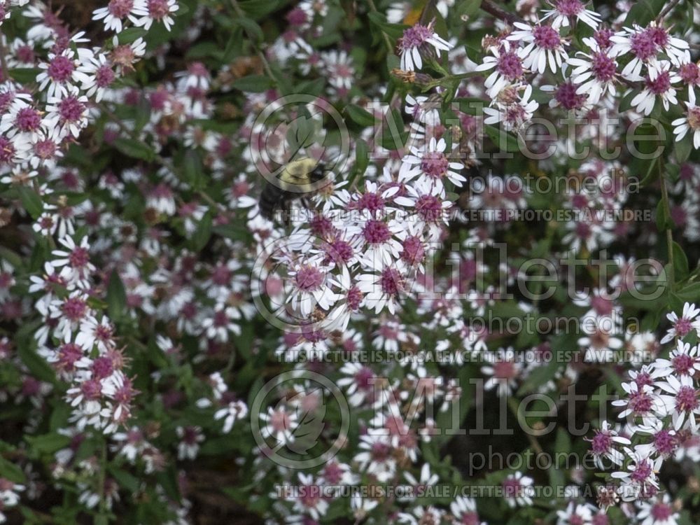Symphyotrichum Lady In Black (calico aster) 3