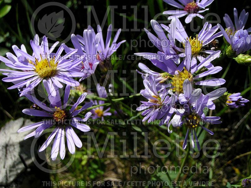 Symphyotrichum laeve (Smooth blue aster)  1