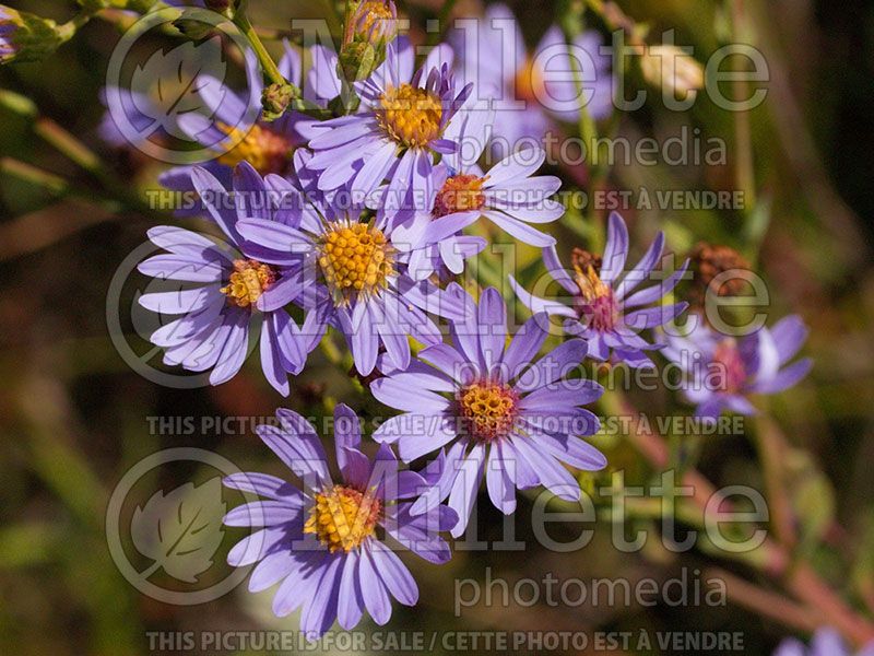 Symphyotrichum laeve (Smooth blue aster)  2