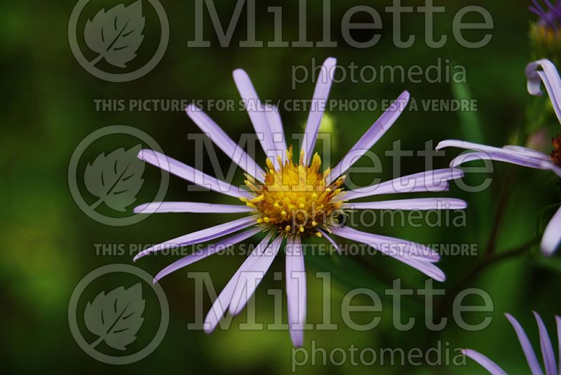 Symphyotrichum novi-belgii (New York Aster)  1