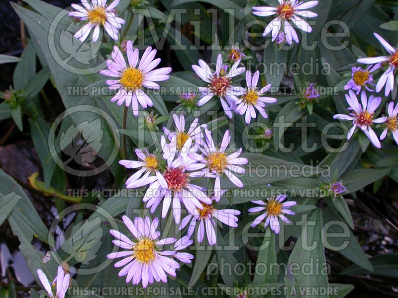 Symphyotrichum novi-belgii (New York Aster)  2