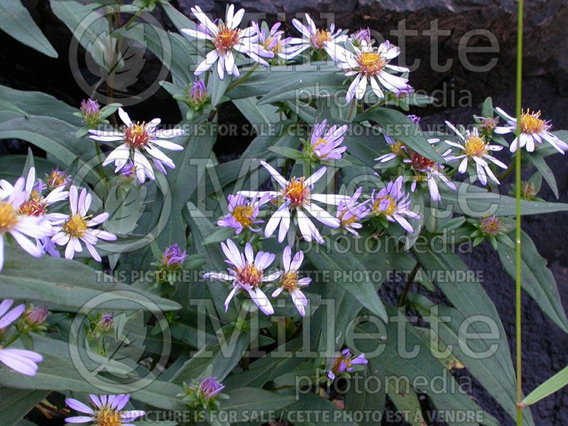 Symphyotrichum novi-belgii (New York Aster)  3