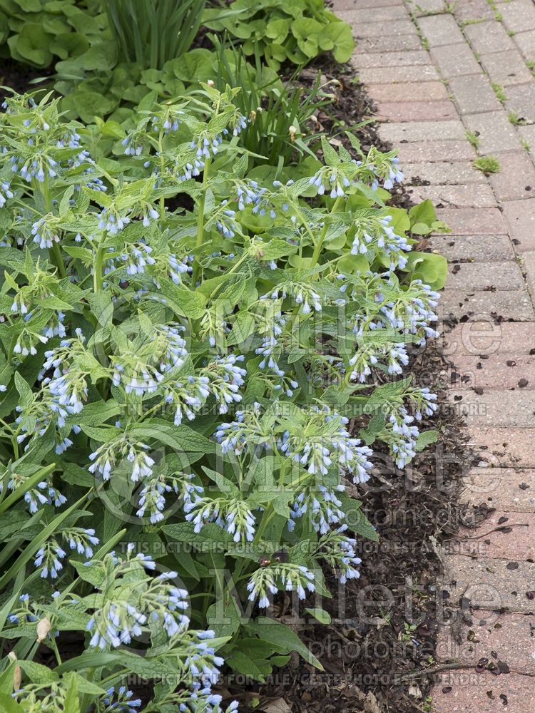 Symphytum Wisley Blue (Comfrey) 1 