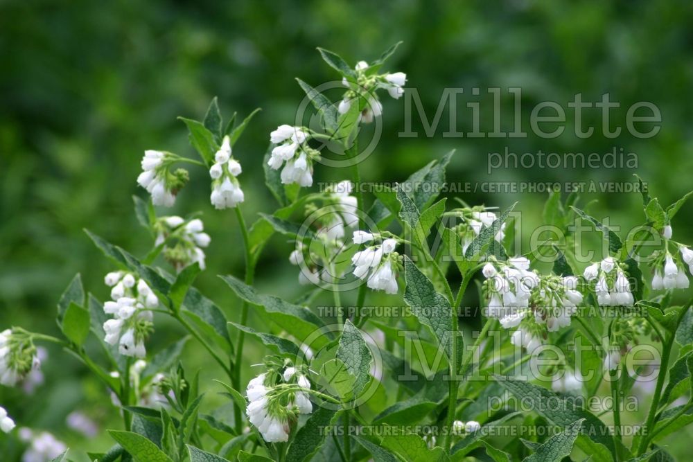 Symphytum officinale (comfrey) 7