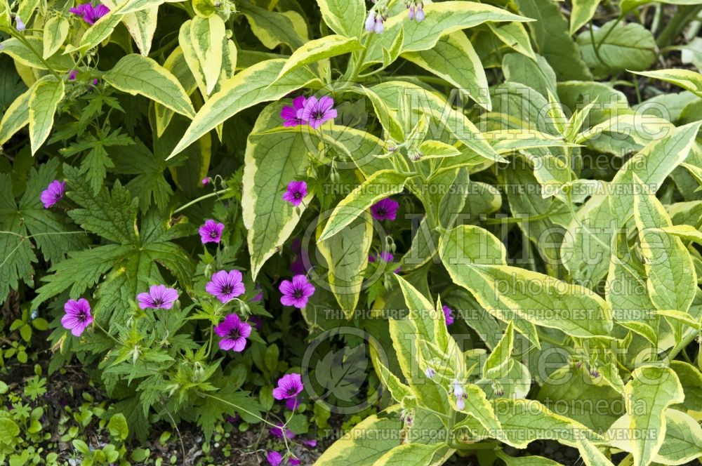 Symphytum Axminster Gold (Comfrey)  3