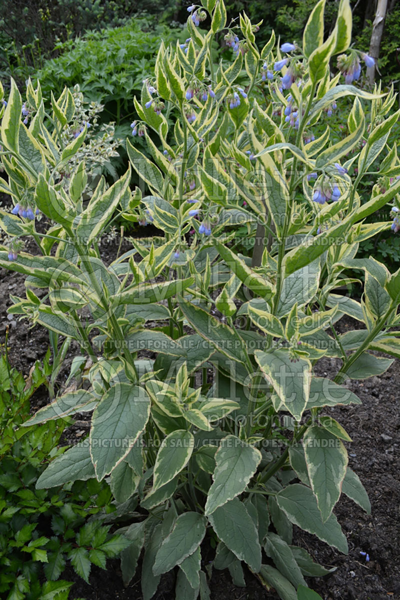 Symphytum Variegatum (Comfrey) 1 