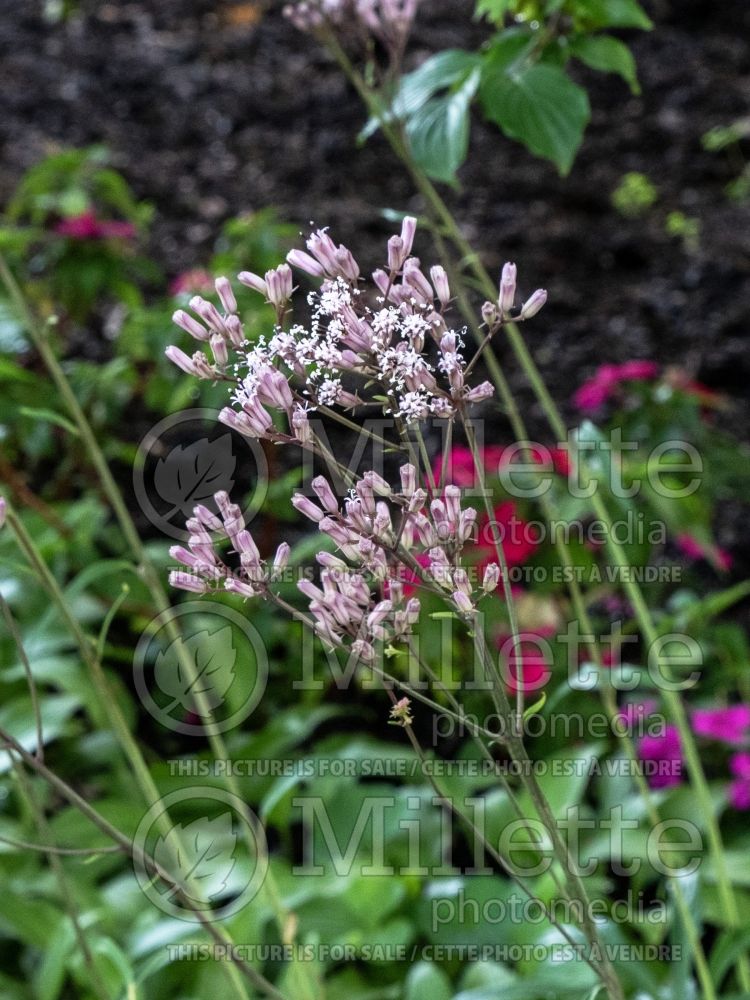 Syneilesis aconatifolia (shredded umbrella plant) 3