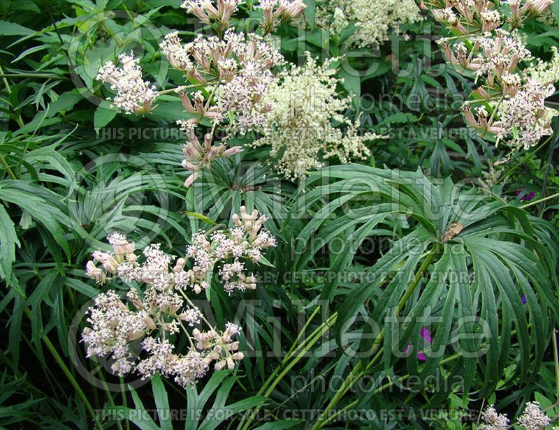 Syneilesis aconitifolia (Umbrella Plant) 2