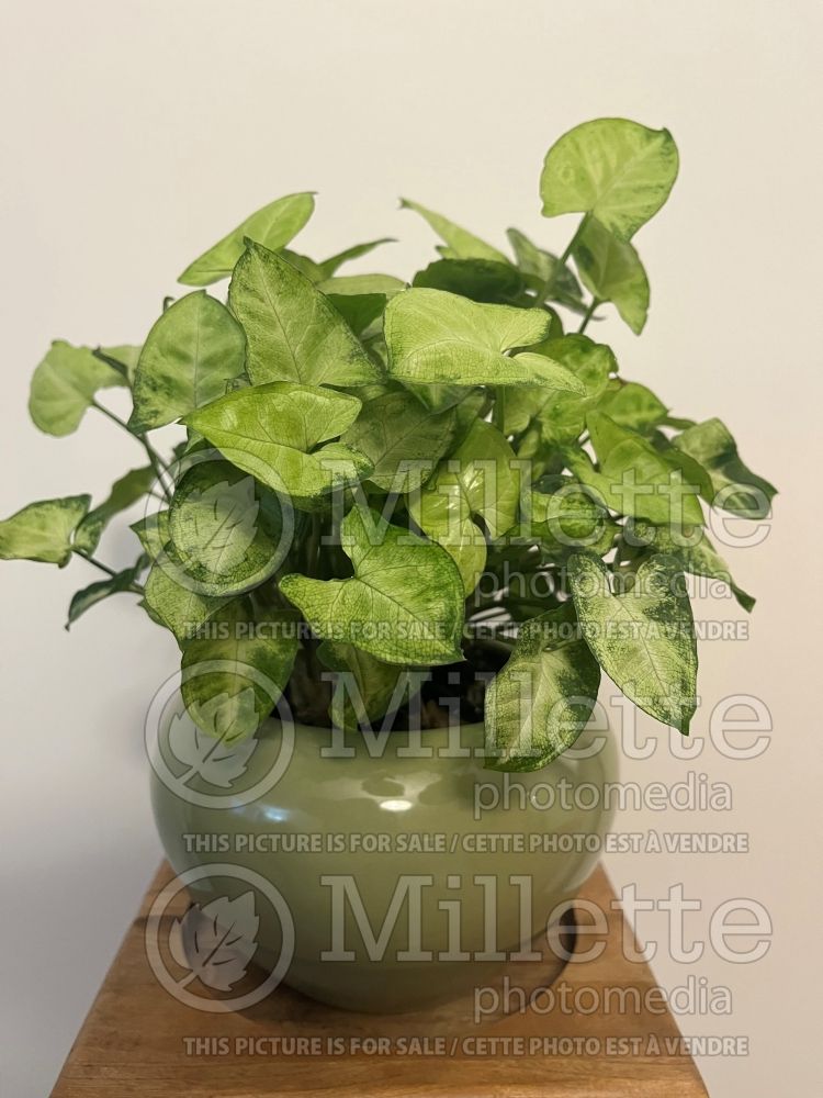 Syngonium Pixie (Arrowhead vine) 1 
