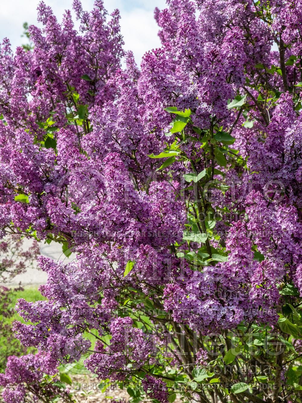 Syringa Declaration (Lilac) 1