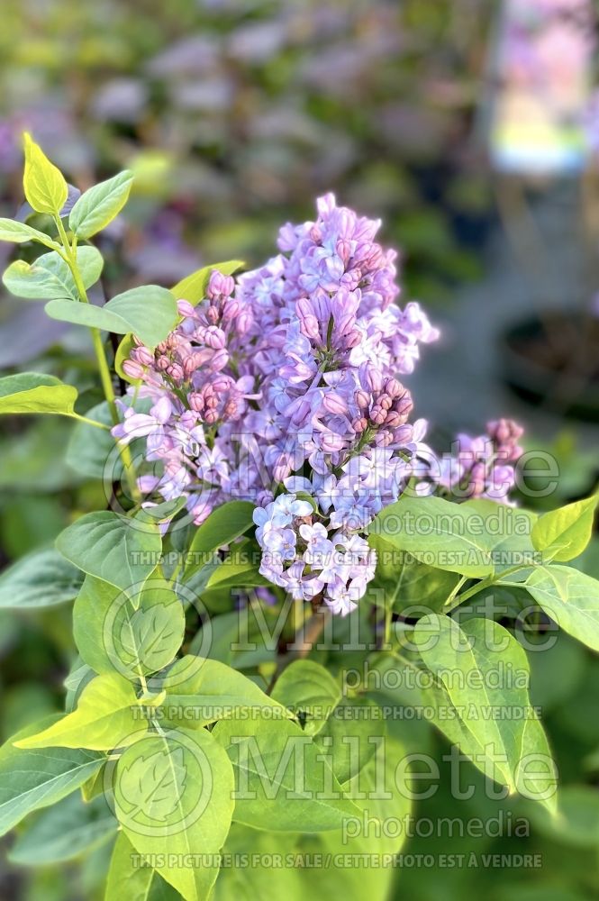 Syringa Lavender Lady (Lilac) 10