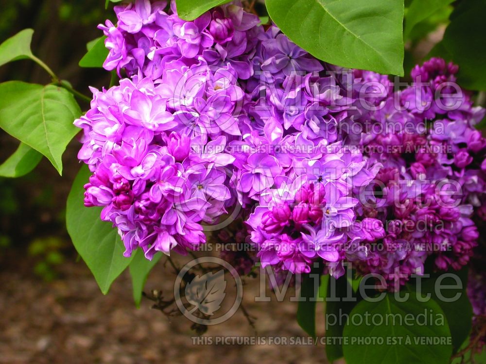 Syringa Paul Thirion (French Lilac) 1