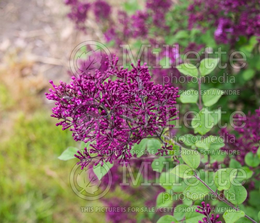Syringa Bloomerang Dark Purple (Lilac)  3