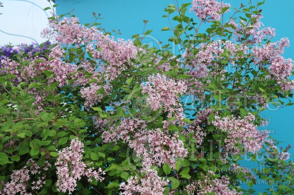 Syringa Bloomerang (Lilac) 1