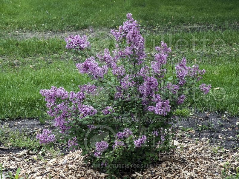 Syringa Bloomerang Purple (Lilac) 2