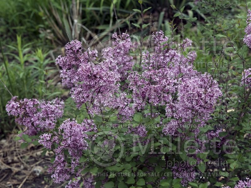 Syringa Bloomerang Purple (Lilac) 3