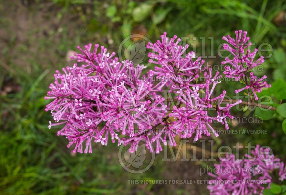 Syringa Bloomerang Purple (Lilac) 4