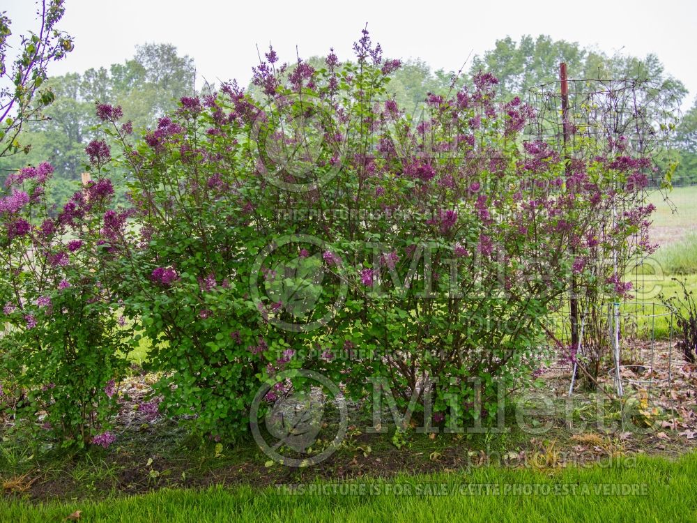 Syringa Bloomerang Purple (Lilac) 5