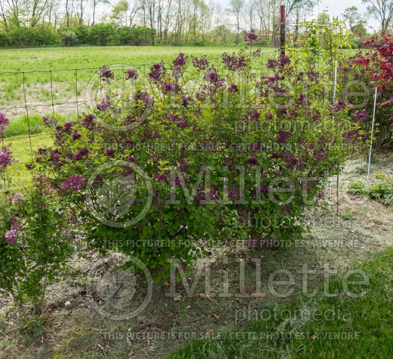 Syringa Bloomerang Purple (Lilac) 1