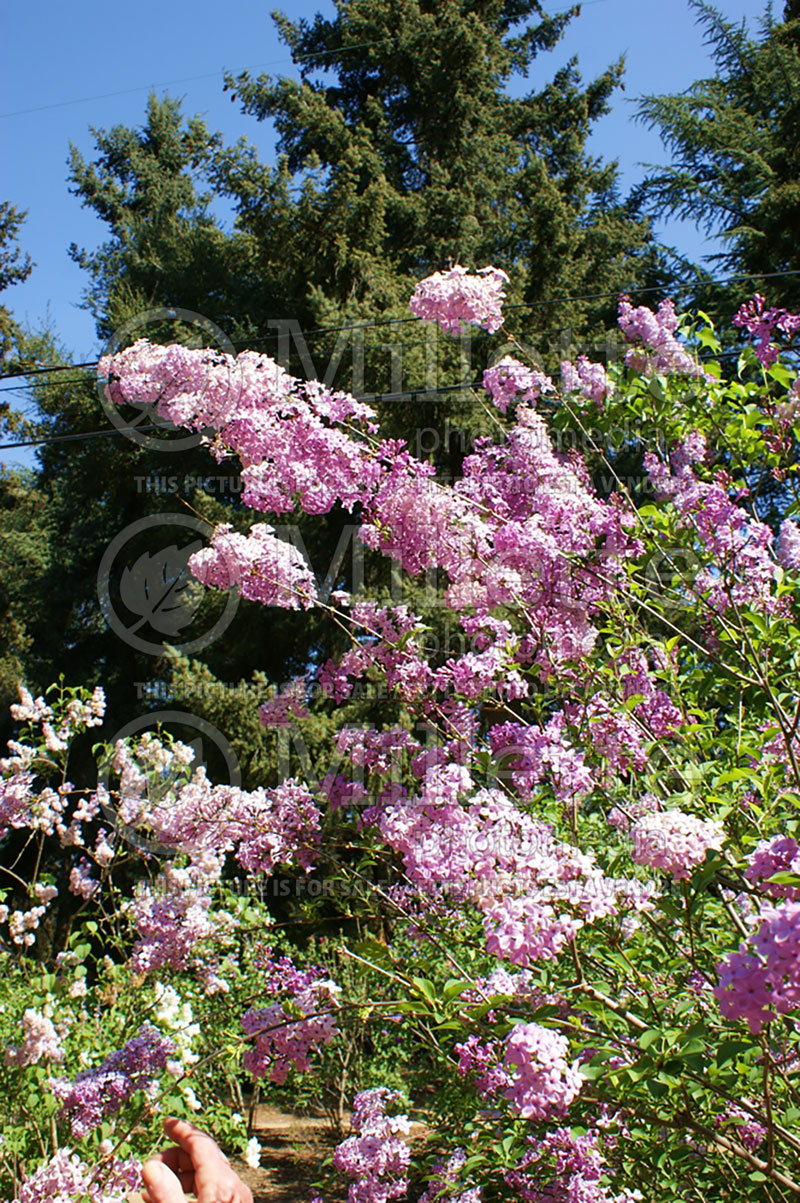 Syringa Lilac Sunday (Chinese Lilac) 2 