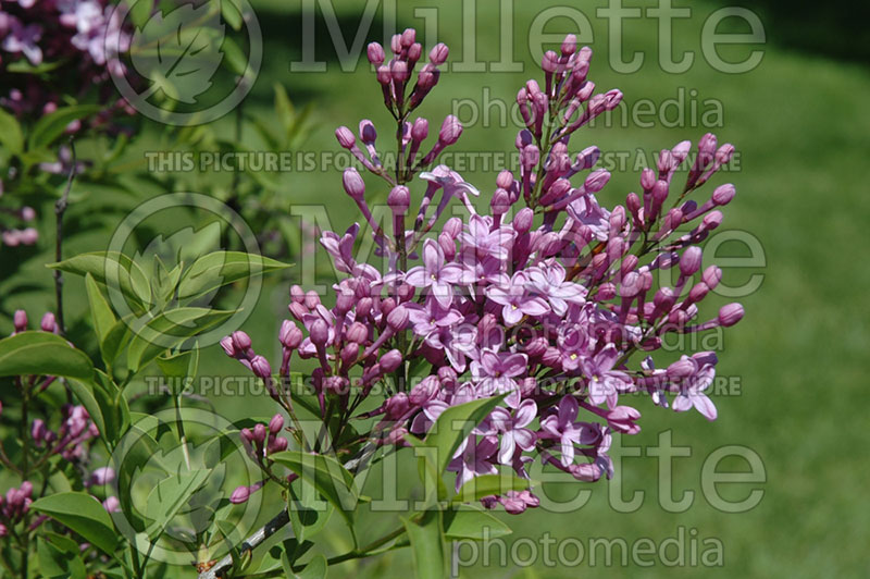 Syringa Lilac Sunday (Chinese Lilac) 1 