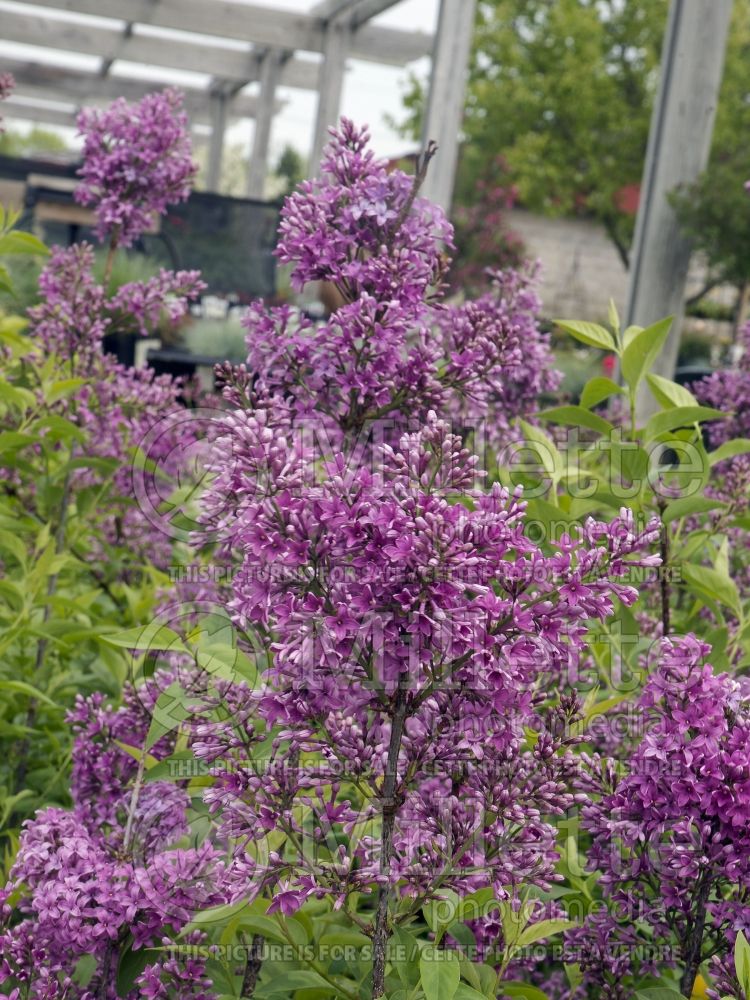 Syringa Saugeana (Chinese Lilac) 5