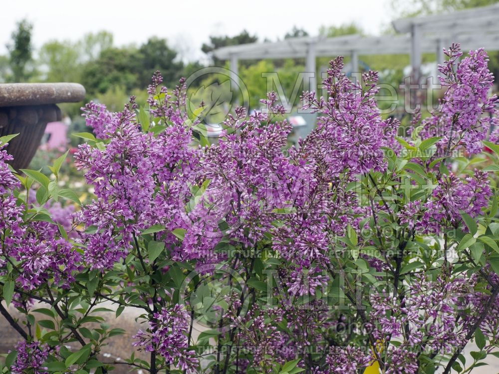 Syringa Saugeana (Chinese Lilac) 4