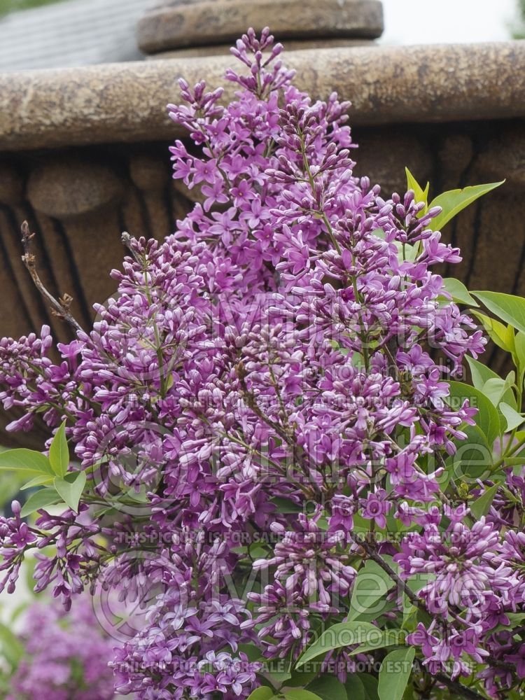 Syringa Saugeana (Chinese Lilac) 3