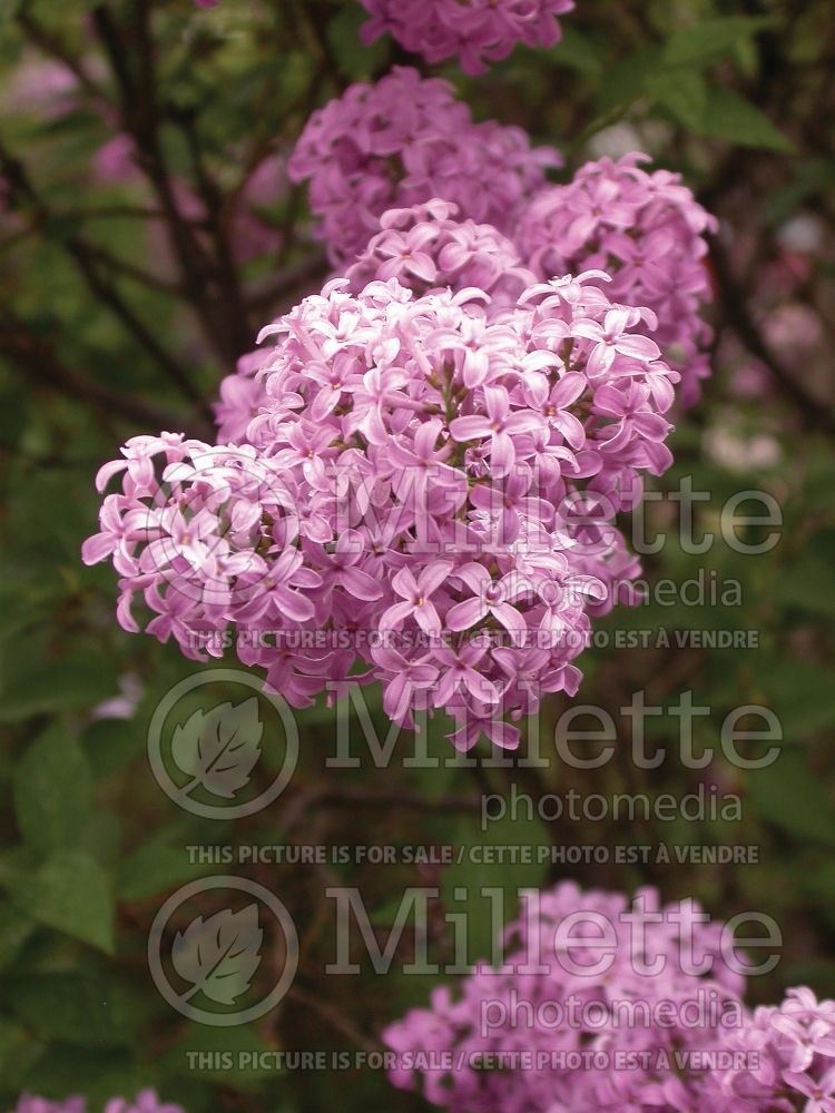 Syringa Saugeana (Chinese Lilac) 2