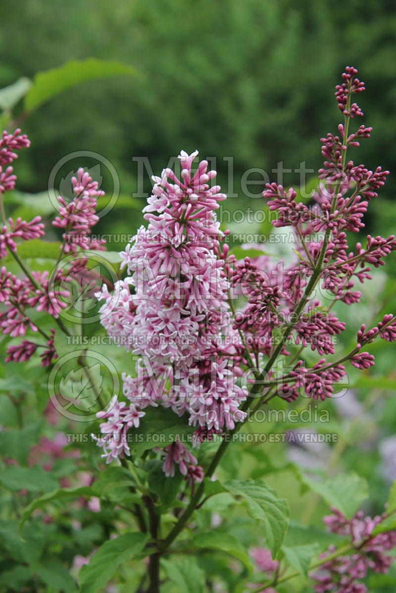 Syringa Dancing Druid (Lilac)  2