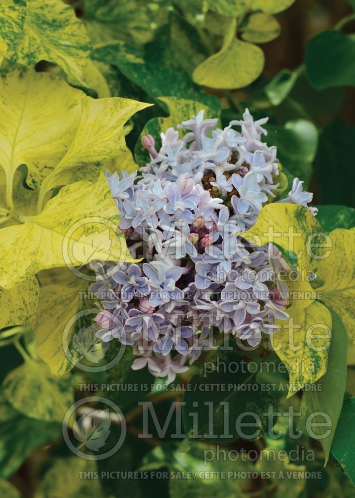 Syringa Variegata (Lilac) 1