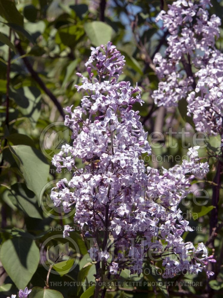 Syringa Catinat (Lilac) 1