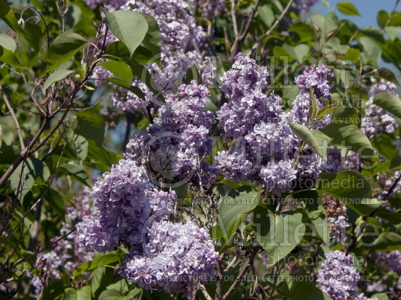 Syringa Catinat (Lilac) 2