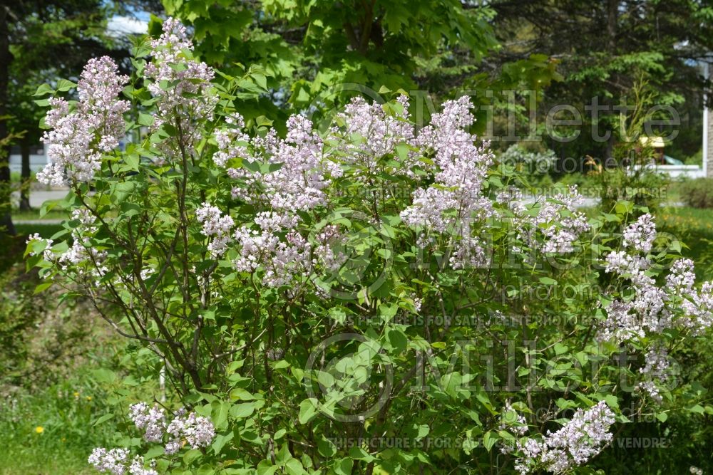 Syringa Anabel (Lilac) 2