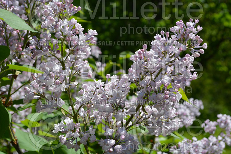 Syringa Anabel (Lilac) 1