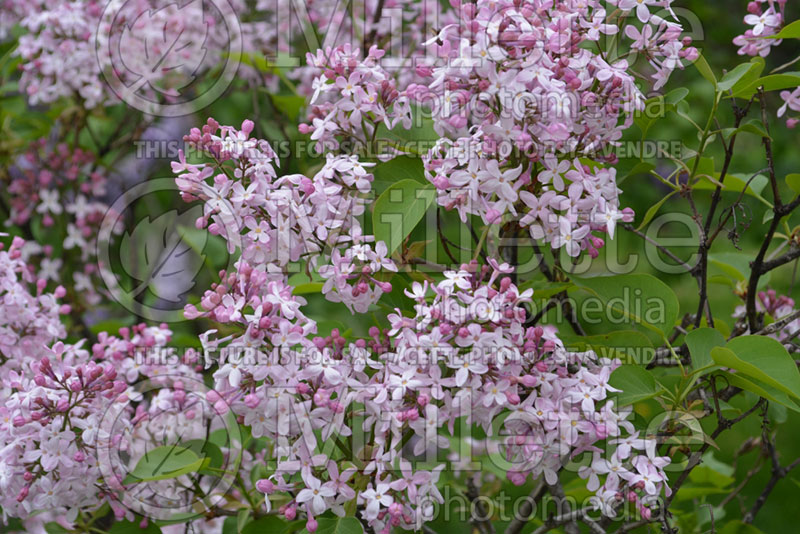 Syringa Doctor Chadwick (Lilac) 1