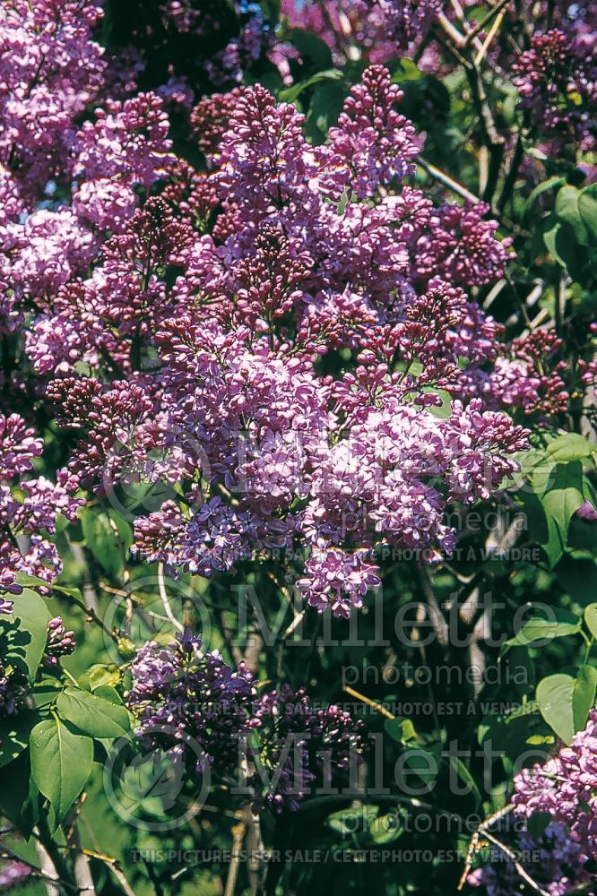 Syringa Lavender Lady (Lilac) 8