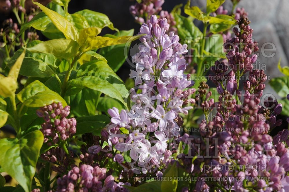 Syringa Lavender Lady (Lilac) 9