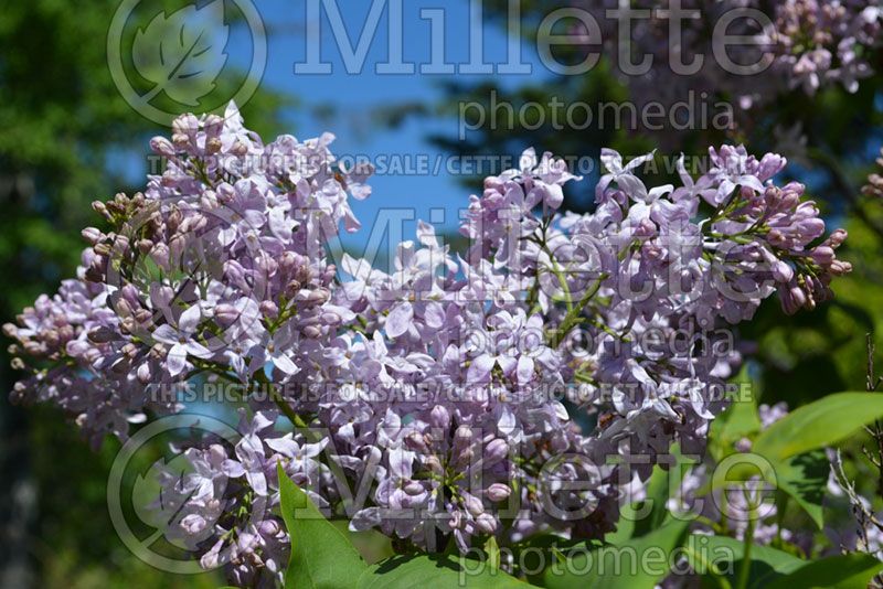 Syringa Lavender Lady (Lilac) 2