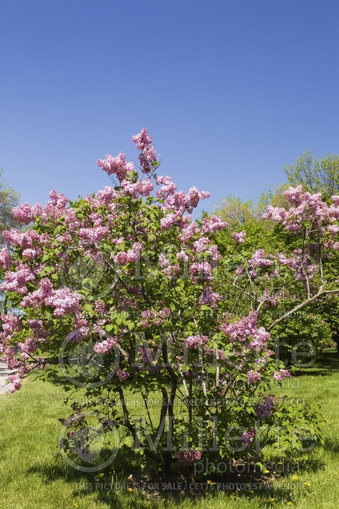 Syringa Maiden's Blush (Lilac) 3  